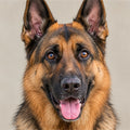 Berger Allemand