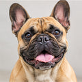 Bouledogue Français