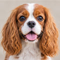 Cavalier King Charles