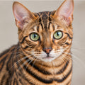 Bengal