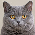 Chartreux