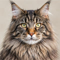 Maine Coon