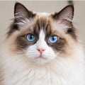 Ragdoll