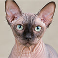 Sphynx