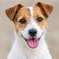 Jack Russell