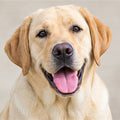 Labrador